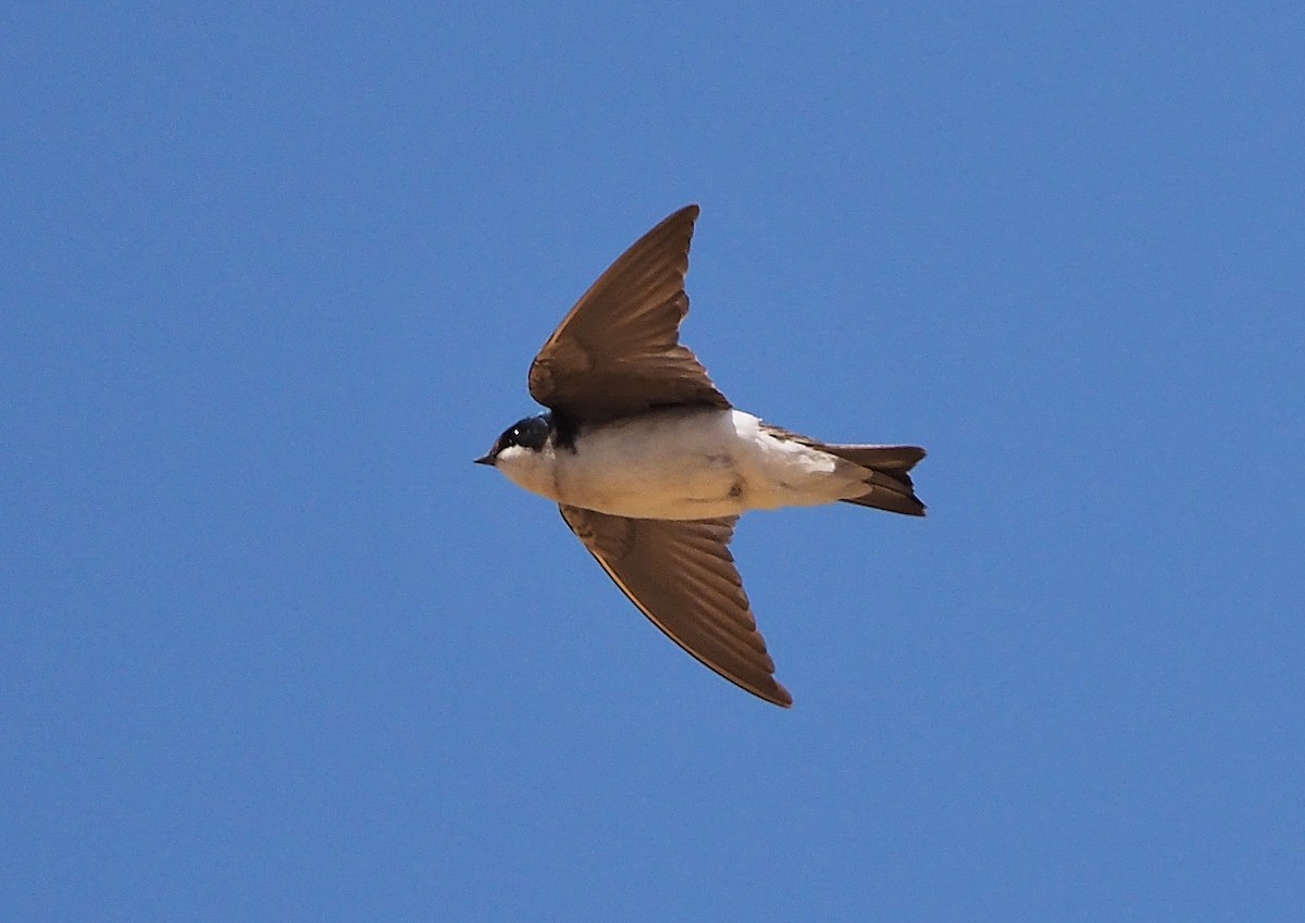 Tree Swallow - Aidan Brubaker