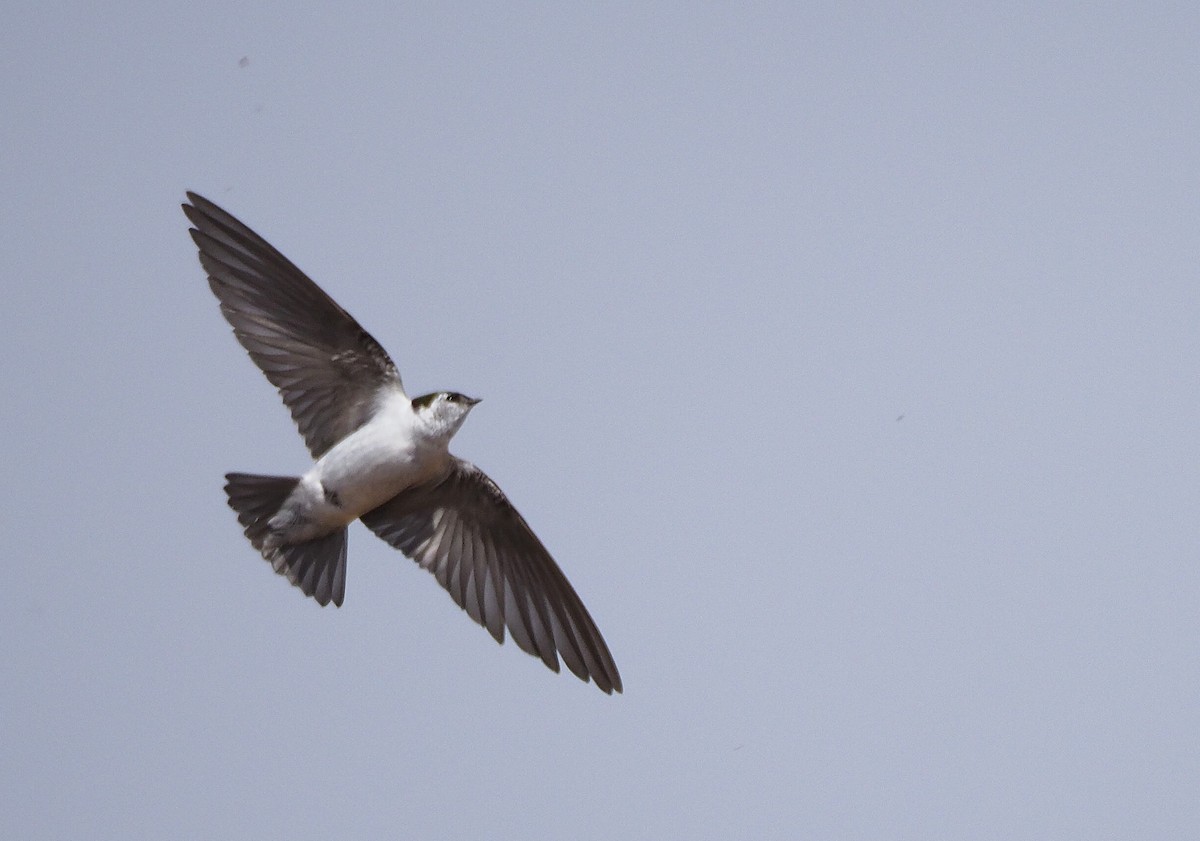 Violet-green Swallow - ML339603041