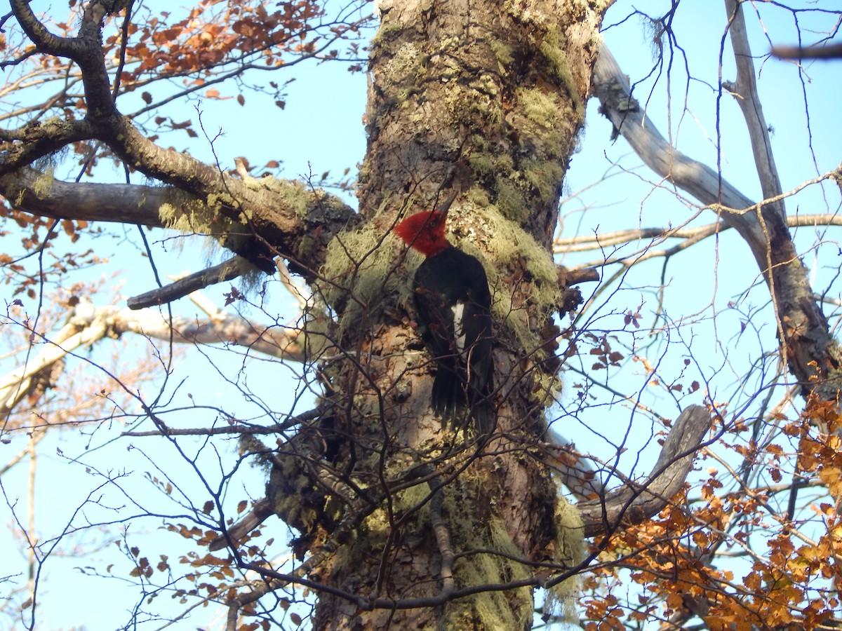 Magellanic Woodpecker - Franco Huala