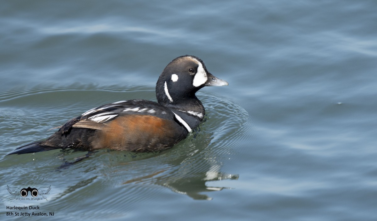 Harlequin Duck - Cindy Groff