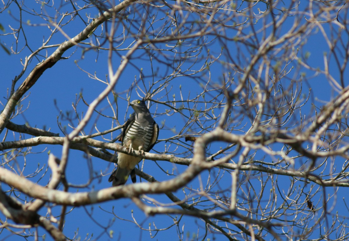 Pacific Baza - ML33960631