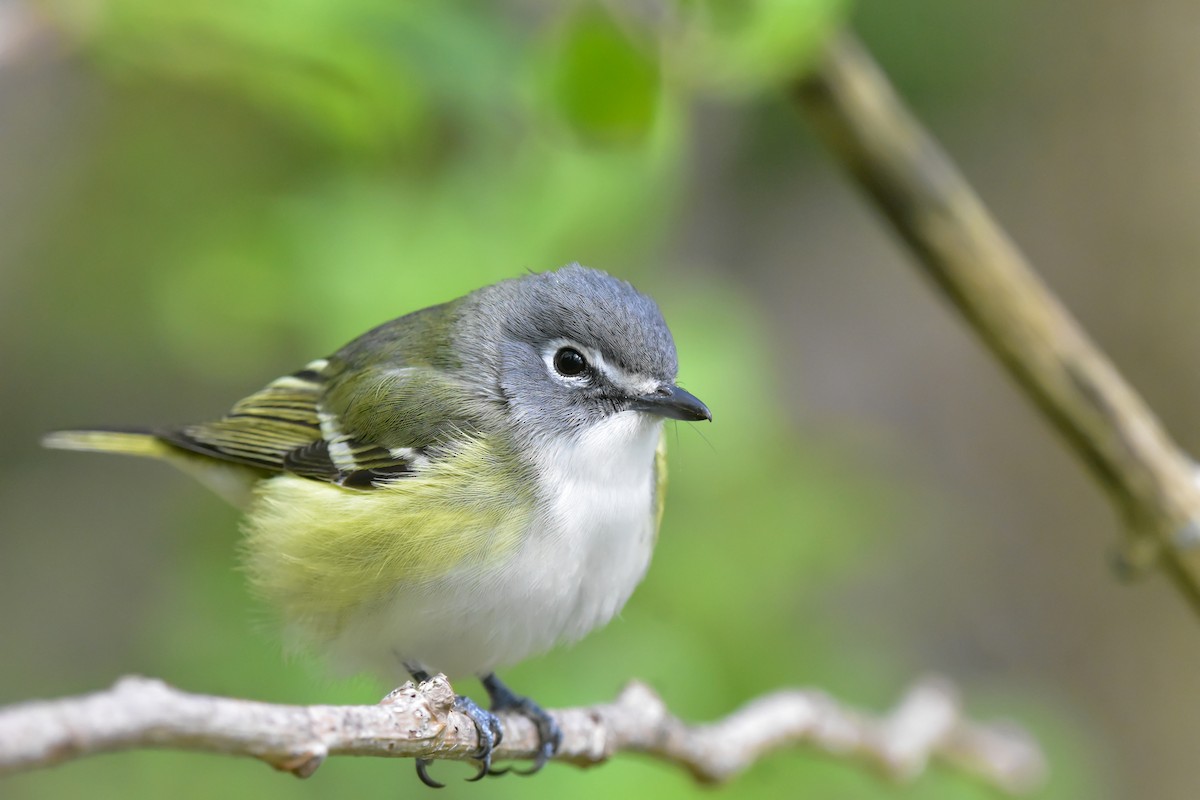 Blue-headed Vireo - ML339607841