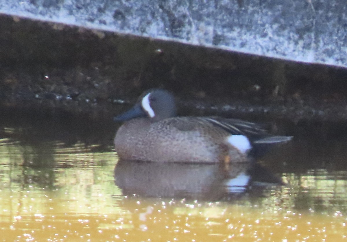 Blue-winged Teal - Kim Harrison