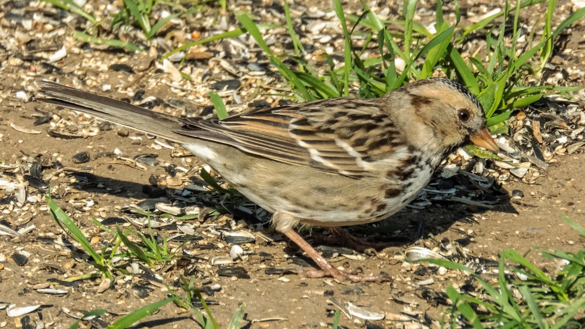 Harris's Sparrow - Esther M Key