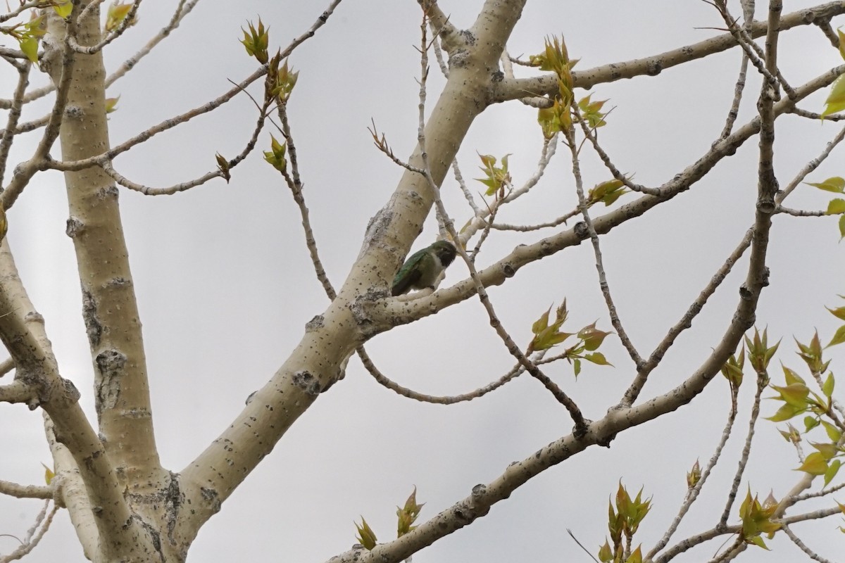 Broad-tailed Hummingbird - ML339612921