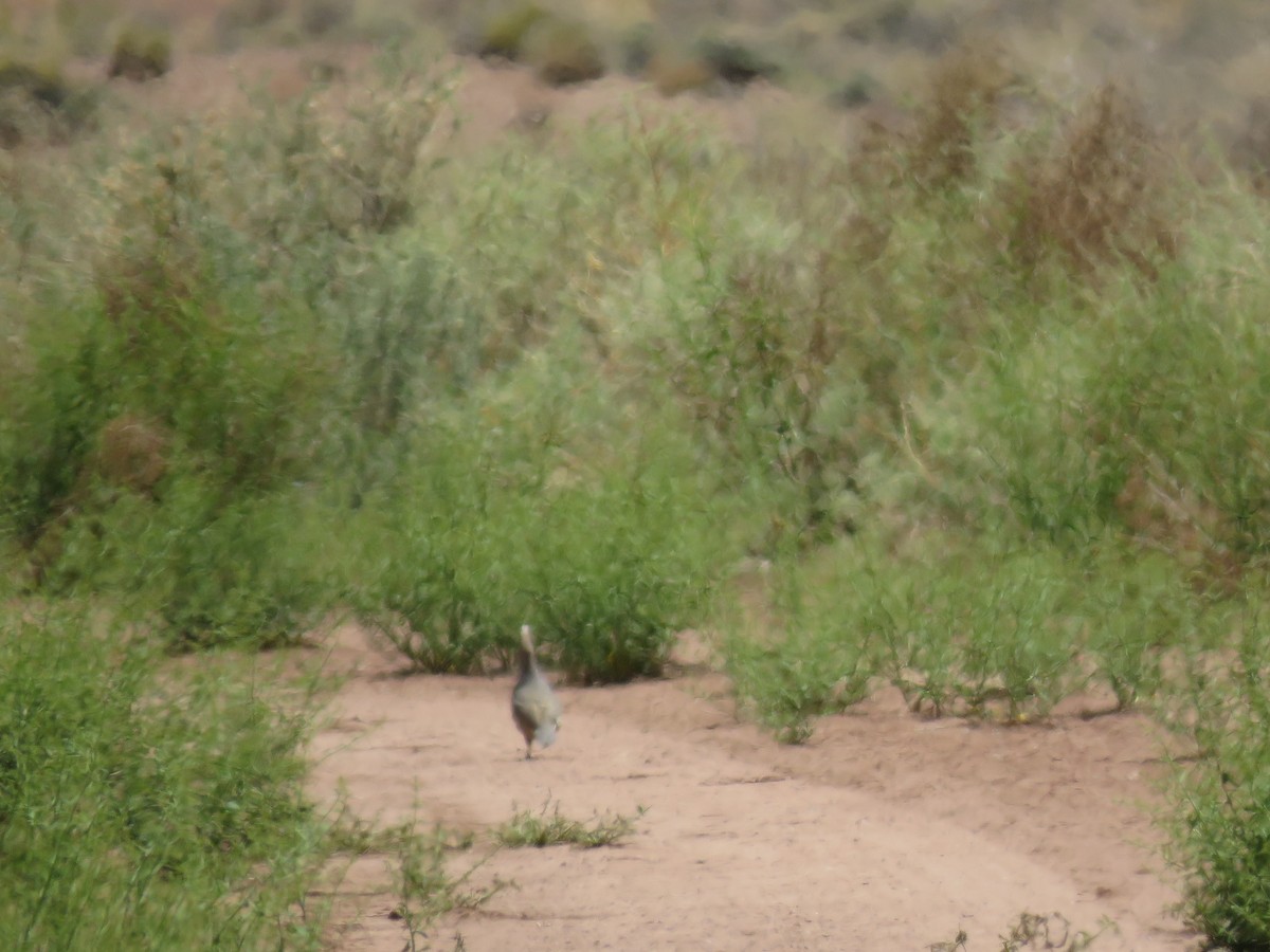 Scaled Quail - Brian Hofstetter