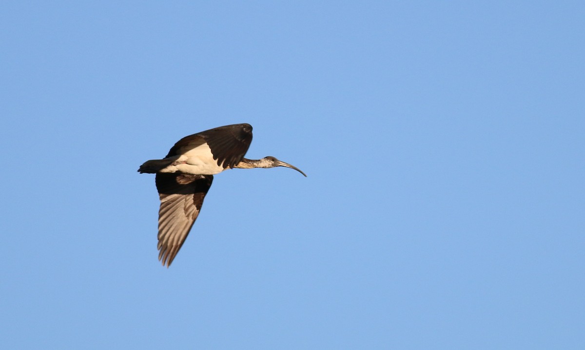 ibis slámokrký - ML33961511