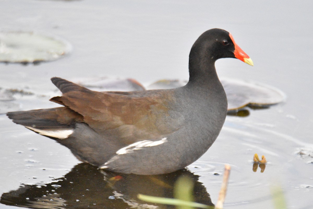 Common Gallinule - ML339615261