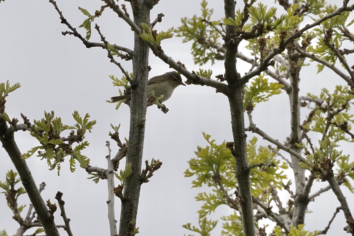 Warbling Vireo - ML339615351