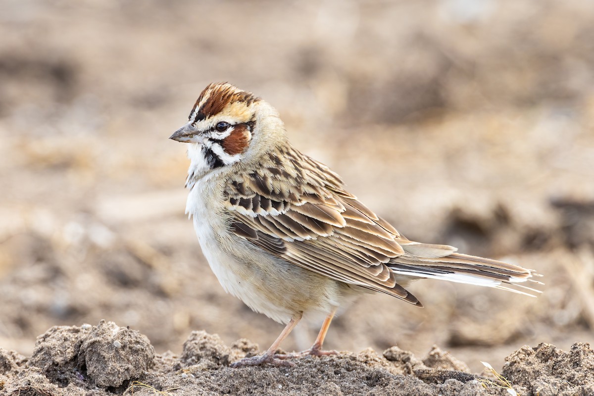 Lark Sparrow - ML339615421