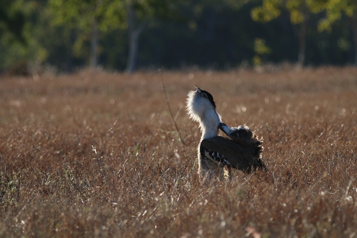 Australian Bustard - ML33961561