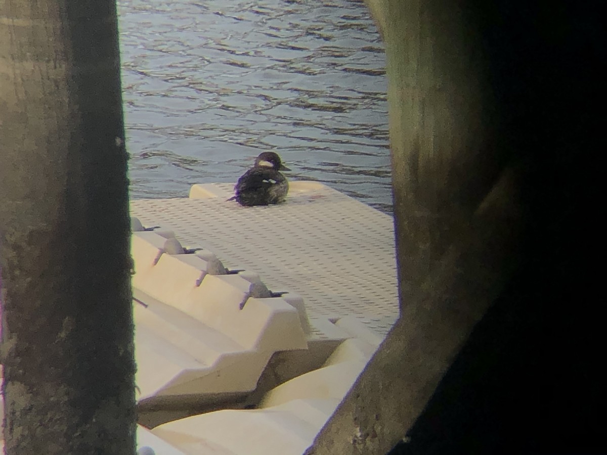 Bufflehead - ML339615901