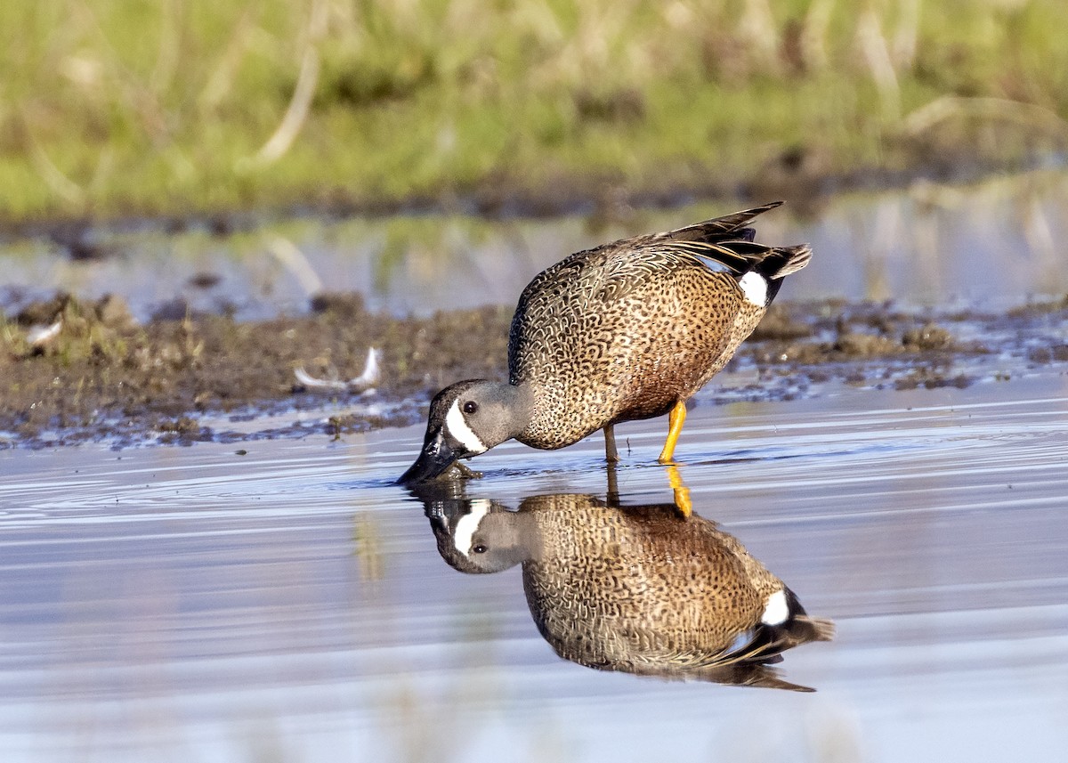 Blue-winged Teal - ML339619881