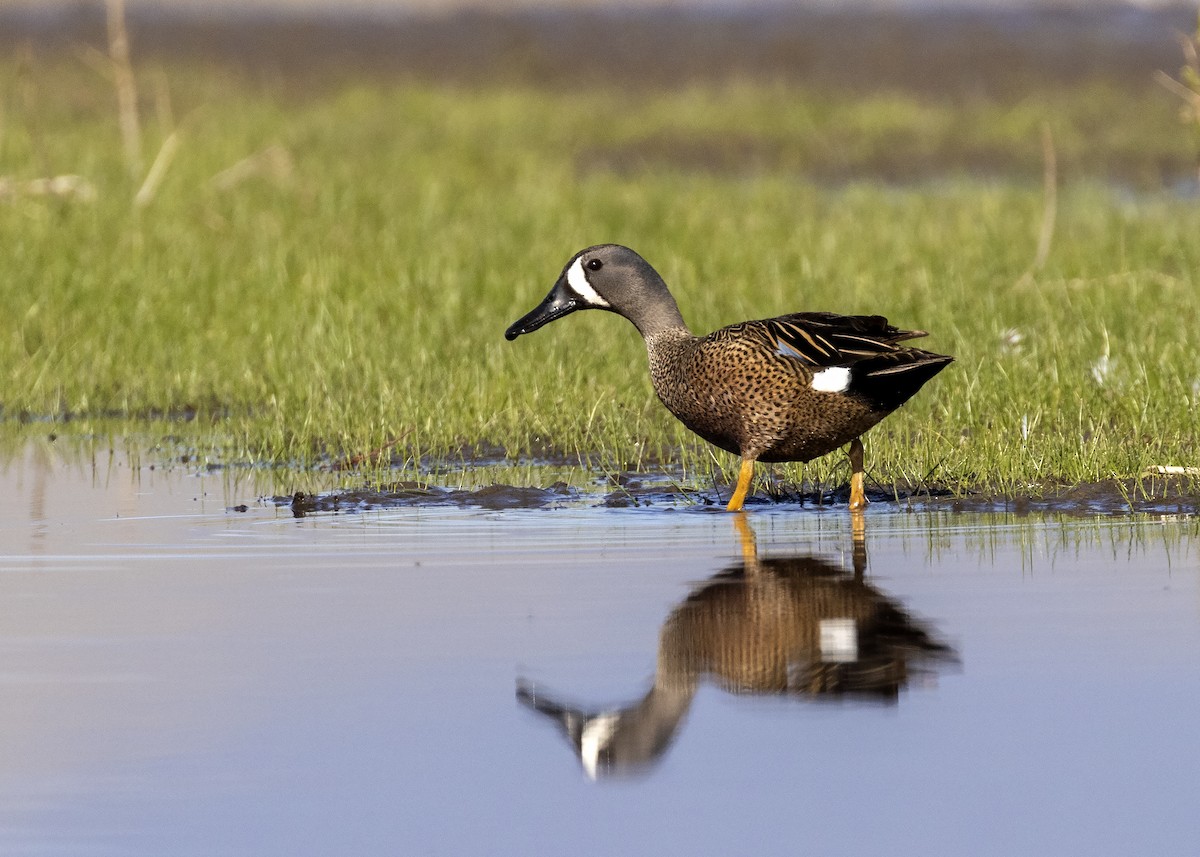 Blue-winged Teal - ML339619941