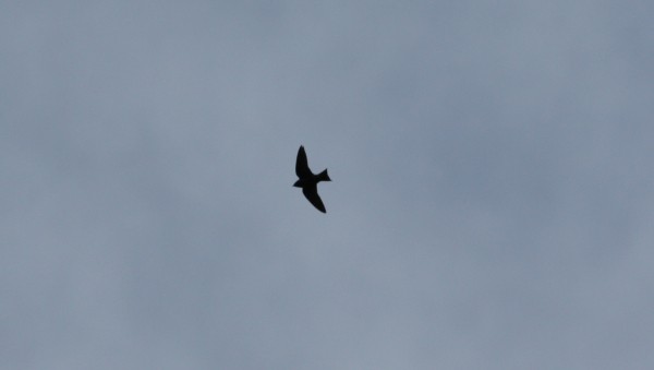 Purple Martin - ML33962061