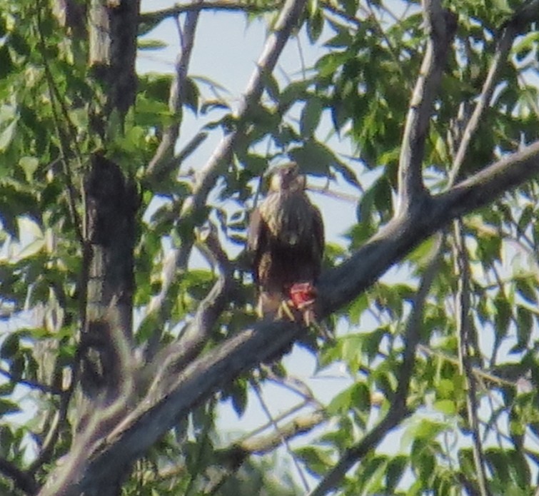 Peregrine Falcon - ML33962231