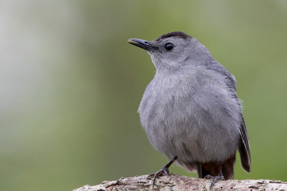 Pájaro Gato Gris - ML339622781