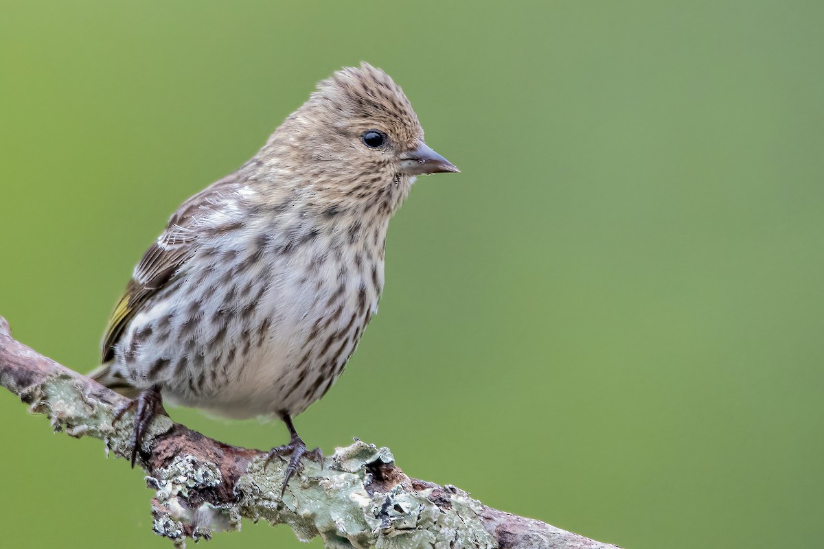 Pine Siskin - Matthew Plante