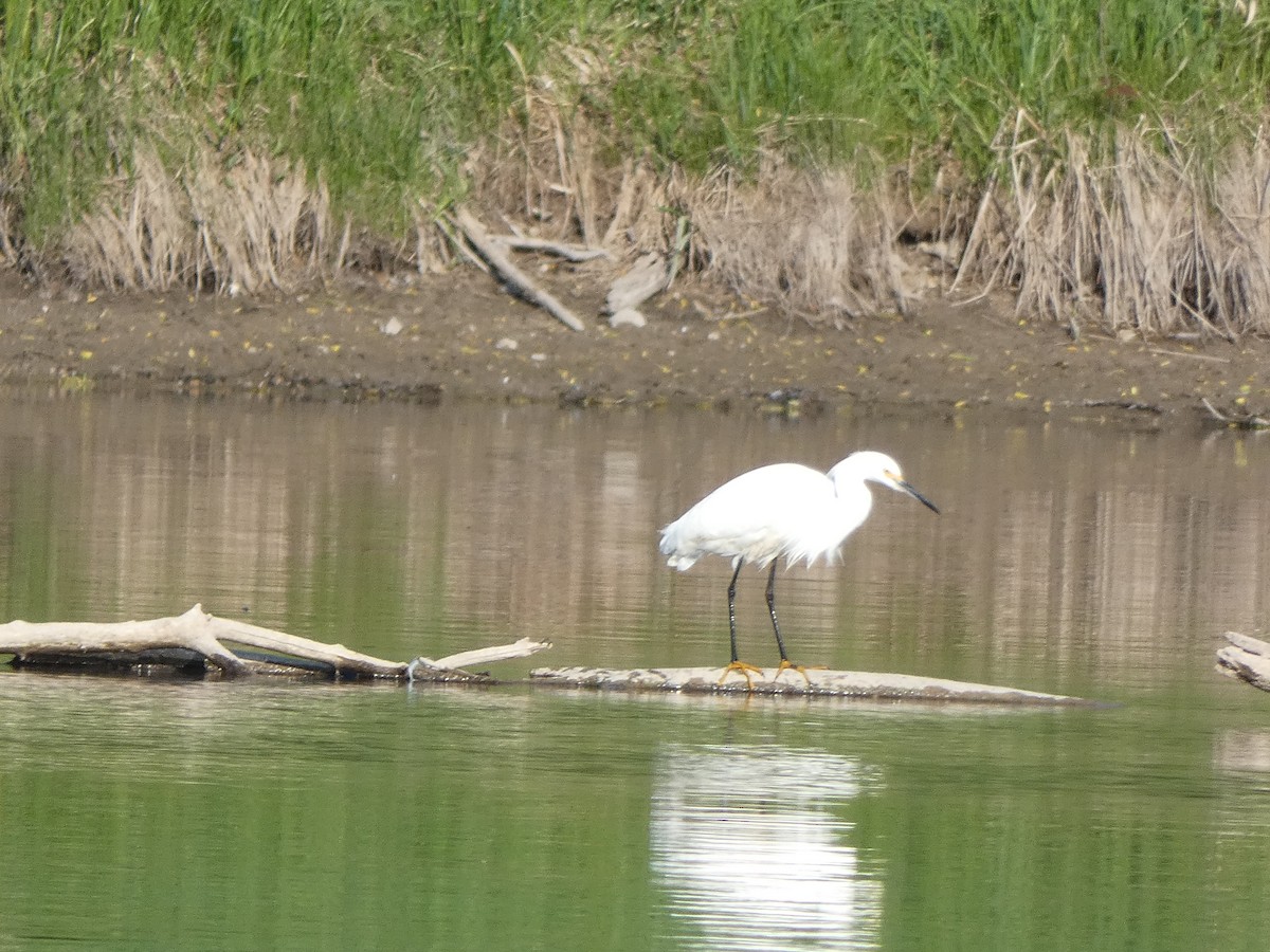 Snowy Egret - ML339623661