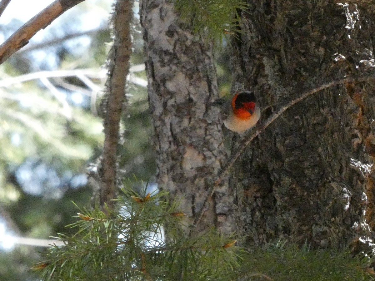 Red-faced Warbler - ML339627091