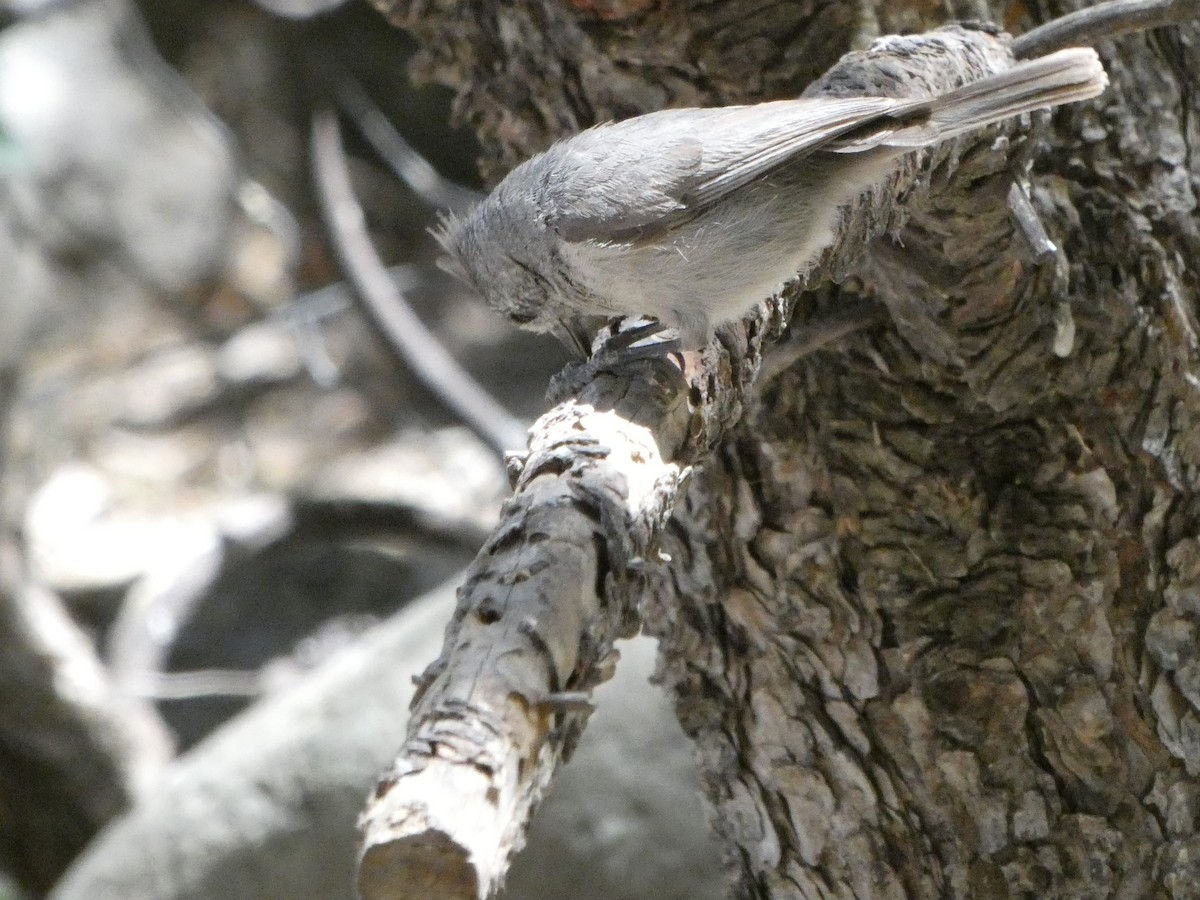 Mésange des genévriers - ML339628321