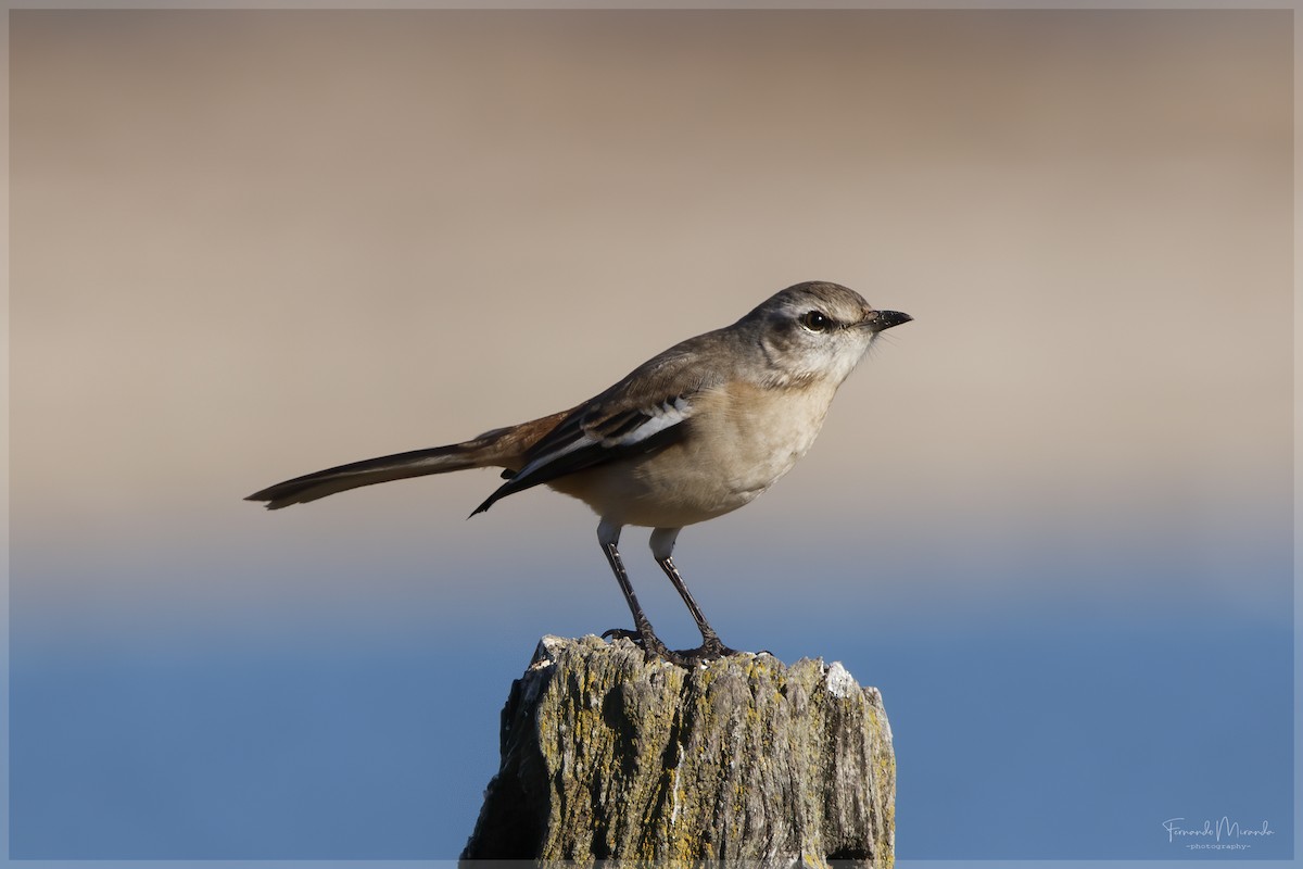 White-banded Mockingbird - Fernando Miranda