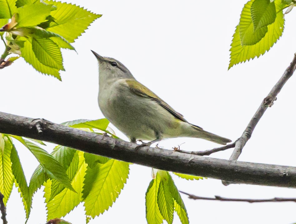 Tennessee Warbler - ML339628851