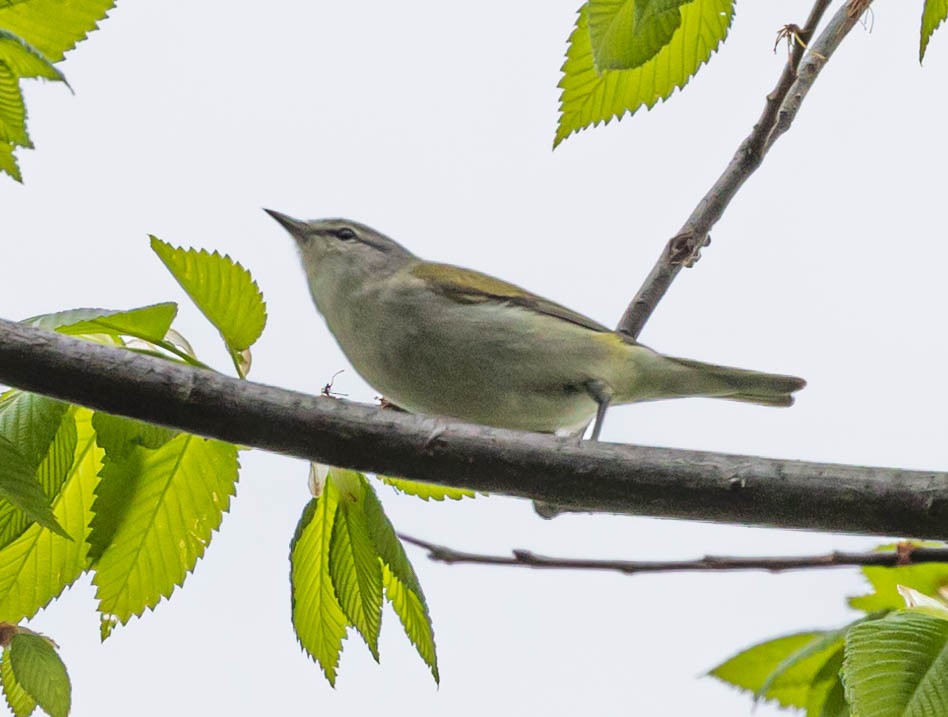 Tennessee Warbler - ML339628981