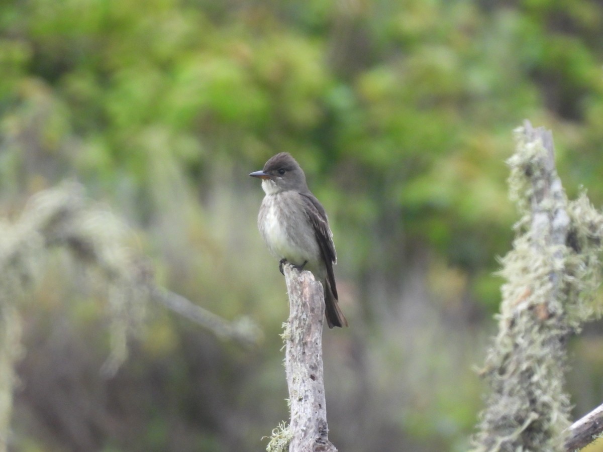 Olive-sided Flycatcher - ML339629851