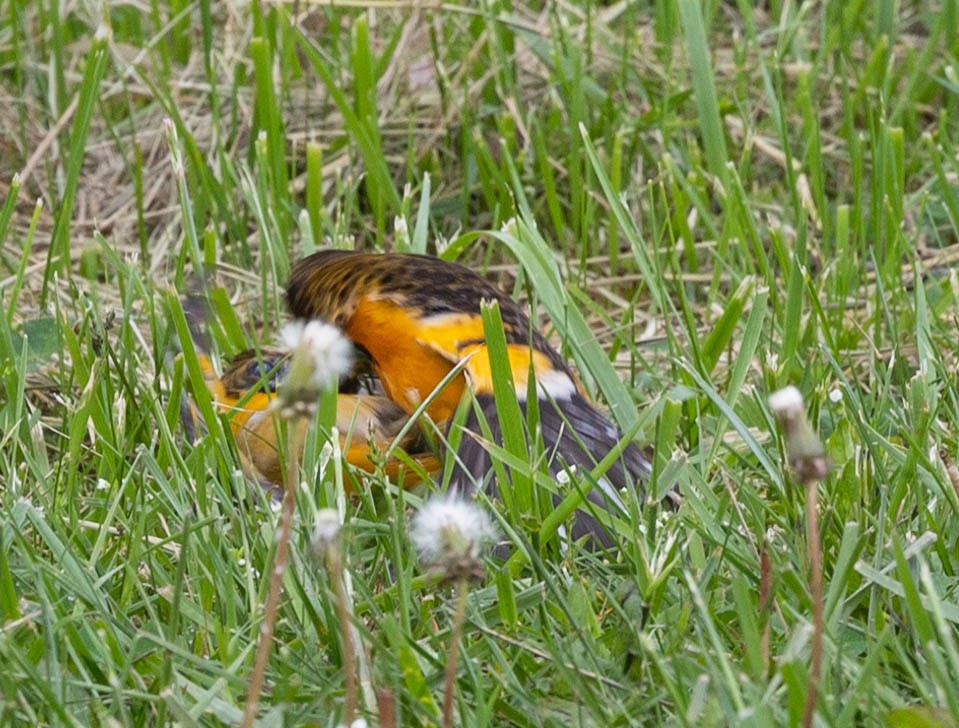 Baltimore Oriole - Robert Bochenek