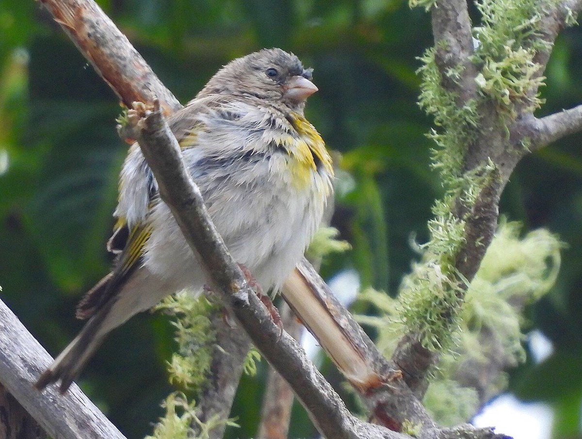 Lawrence's Goldfinch - ML339630411