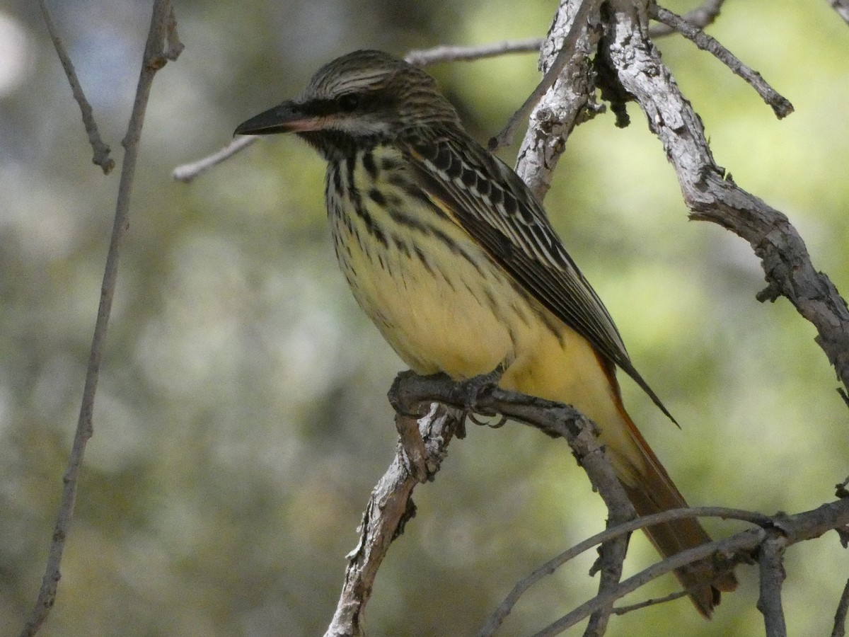 Sulphur-bellied Flycatcher - ML339630801