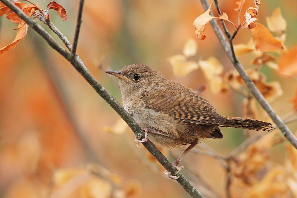 Northern House Wren - ML33963171