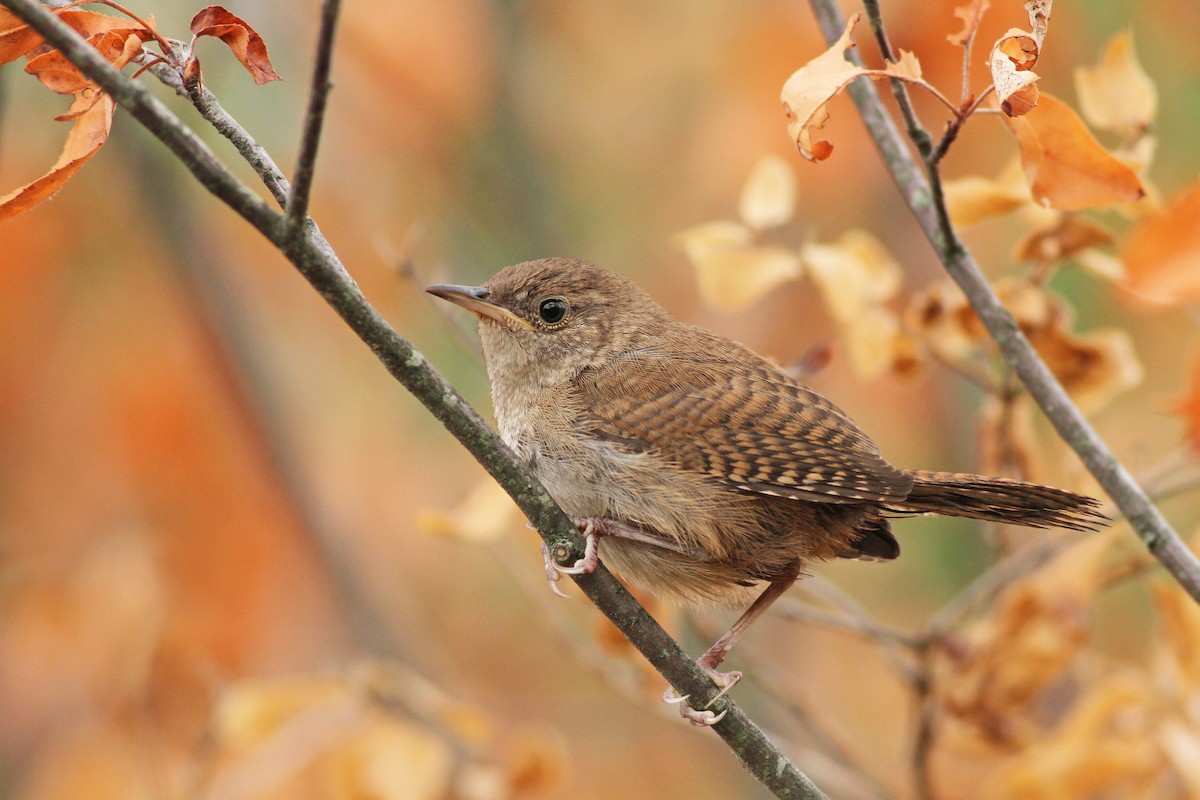 House Wren - ML33963171