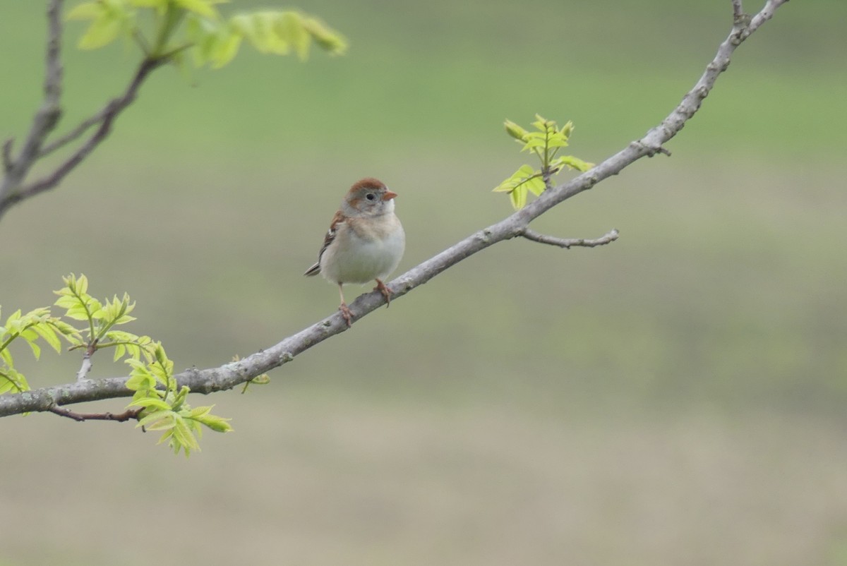 Field Sparrow - ML339631951
