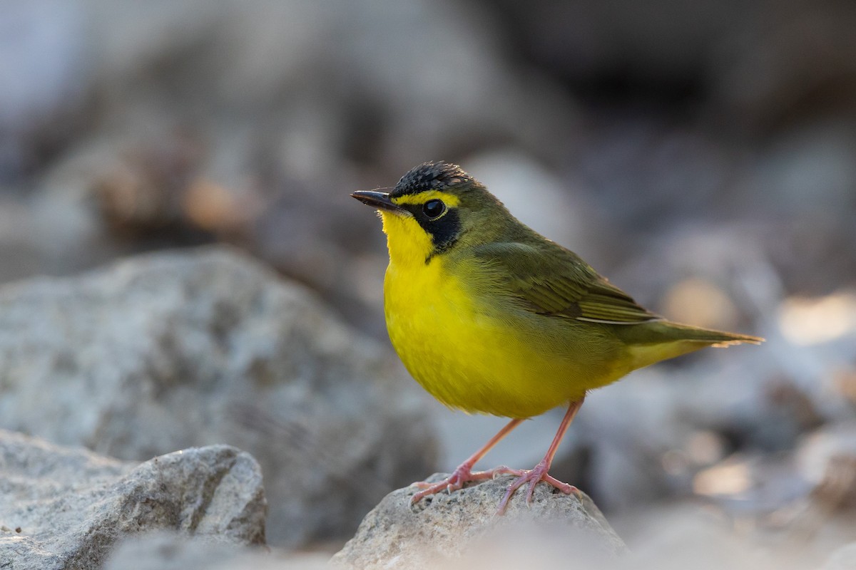 Kentucky Warbler - Brian Stahls