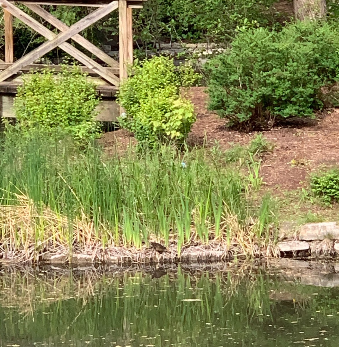 Virginia Rail - ML339632541