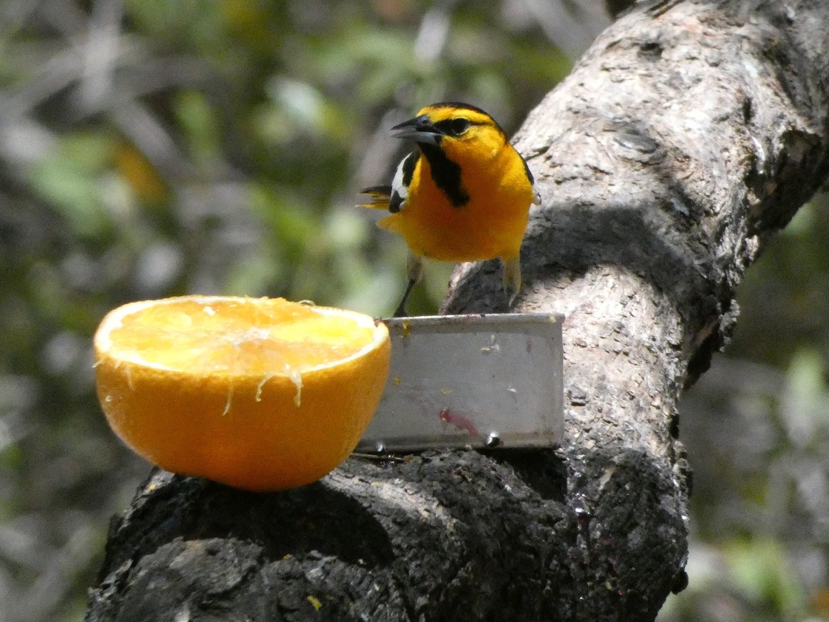 Bullock's Oriole - ML339632741