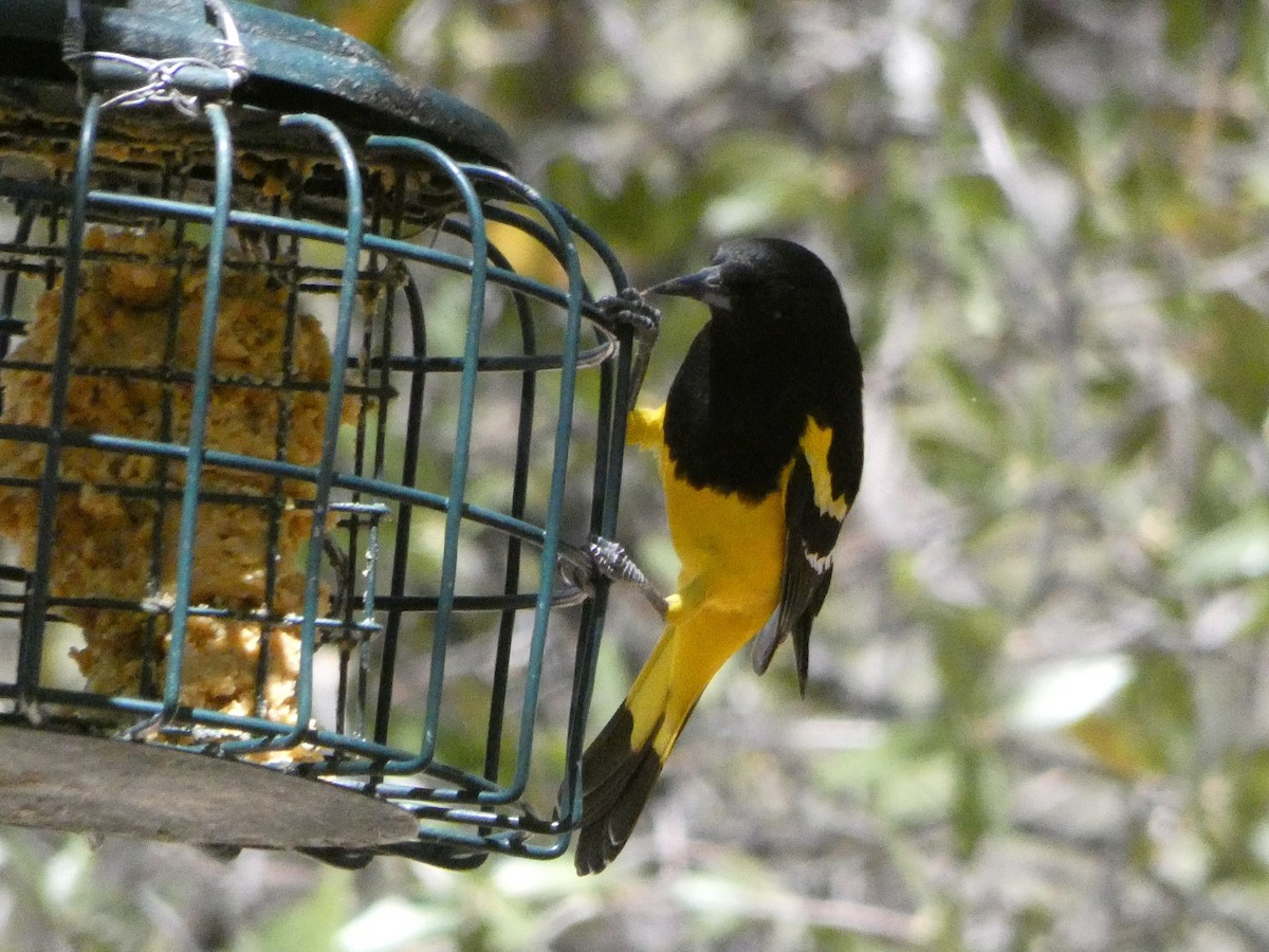 Scott's Oriole - ML339632771