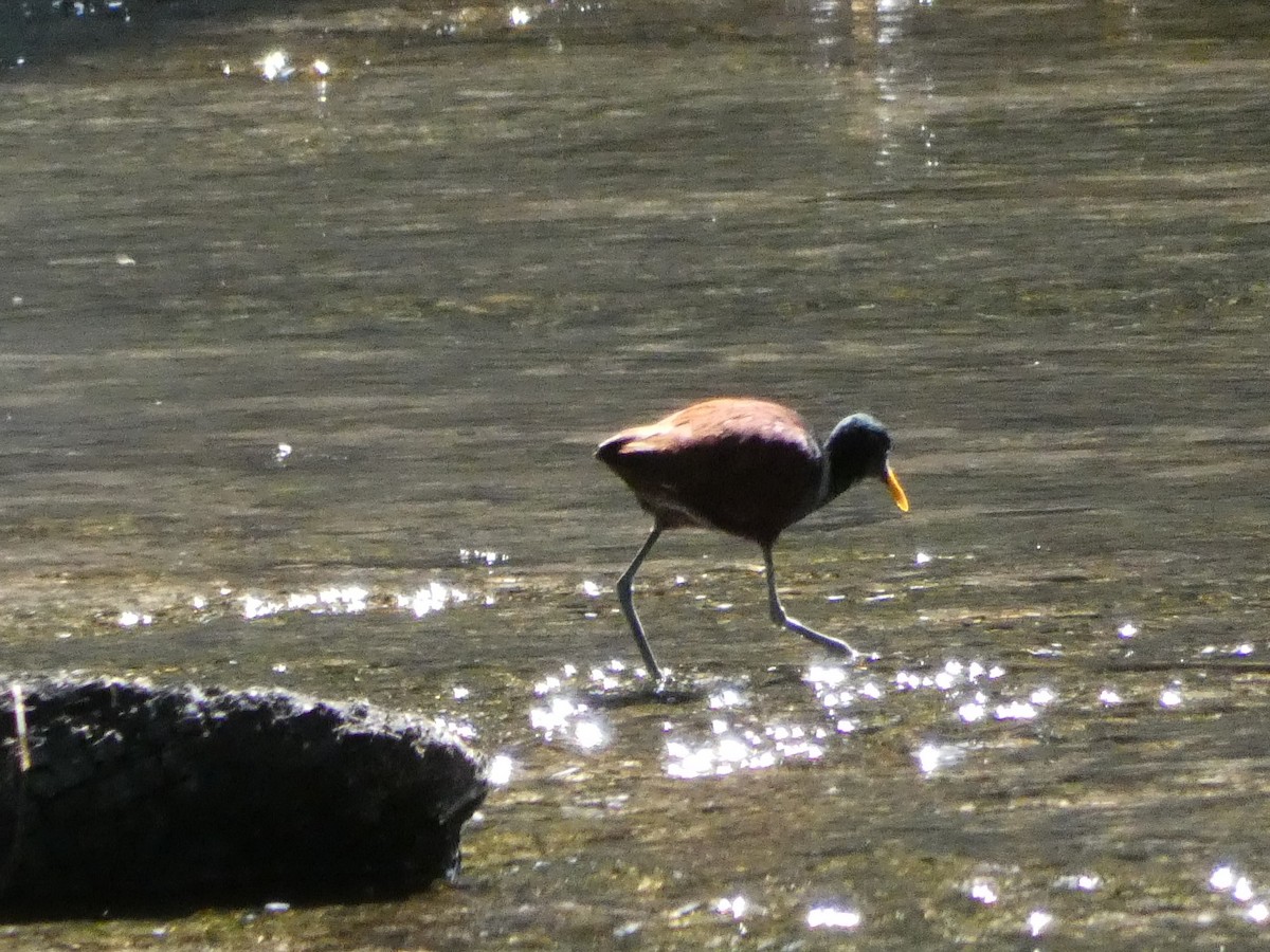 Jacana du Mexique - ML339633861