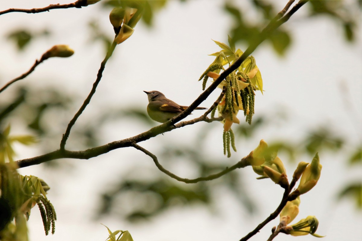 American Redstart - ML339634441