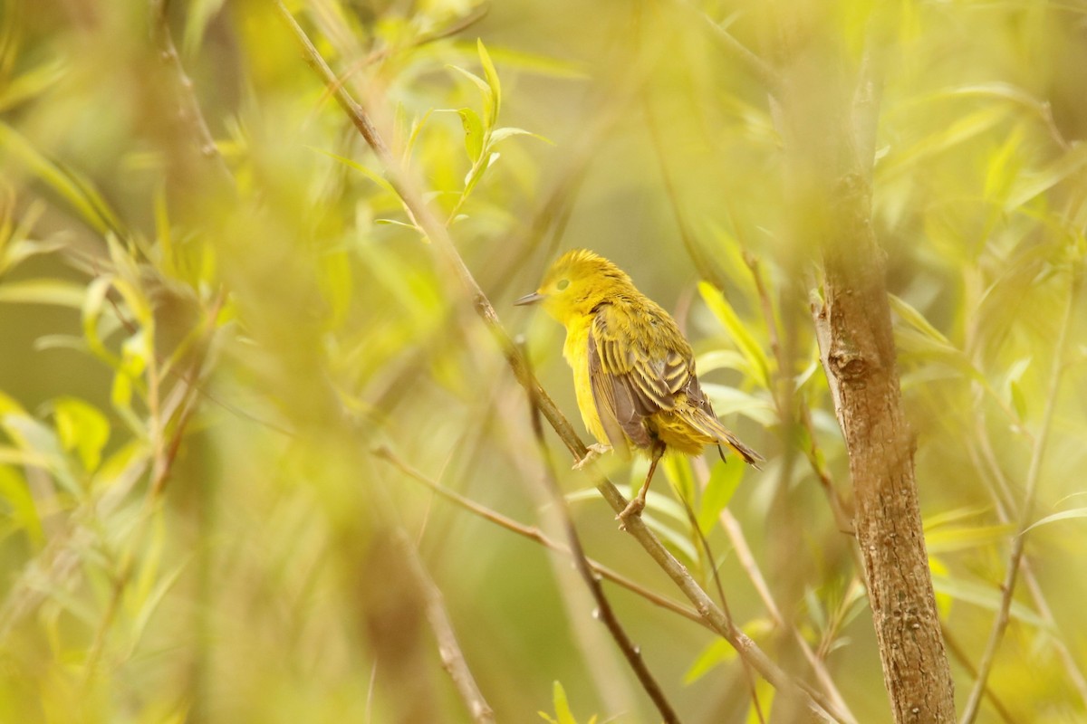 Yellow Warbler - ML339634731