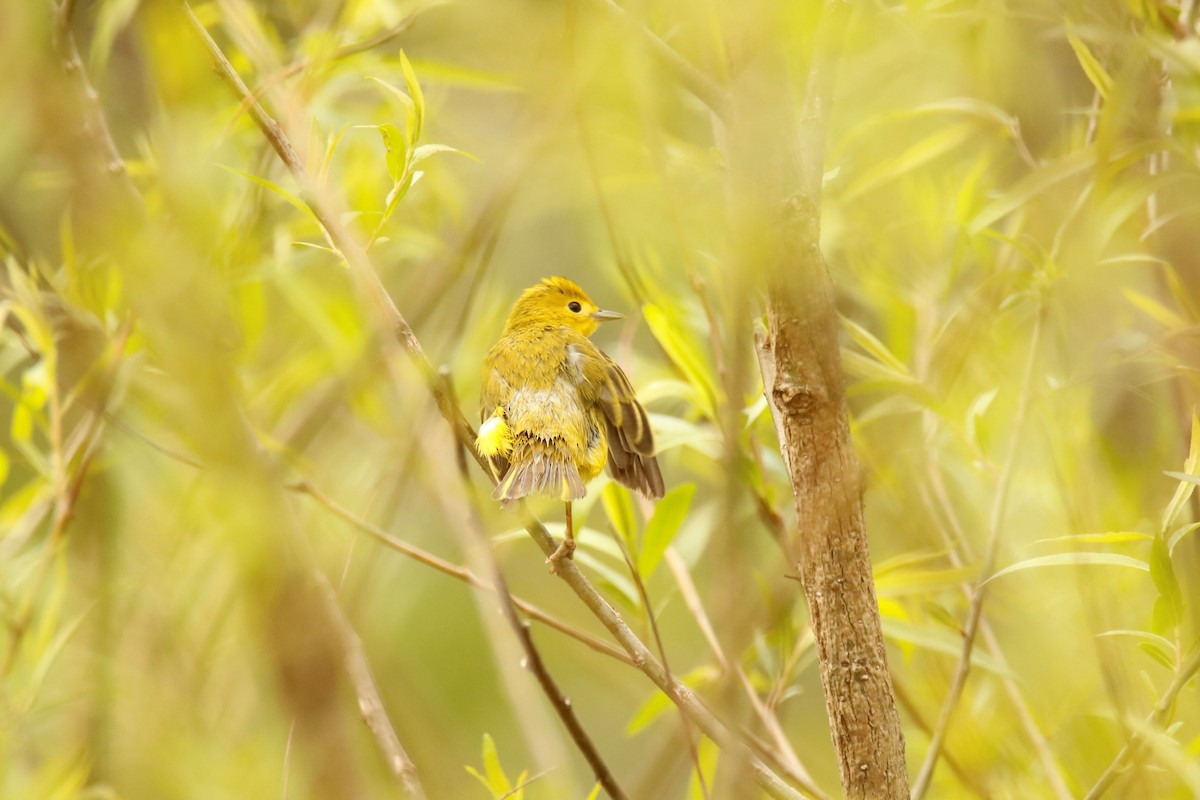 Yellow Warbler - ML339634741