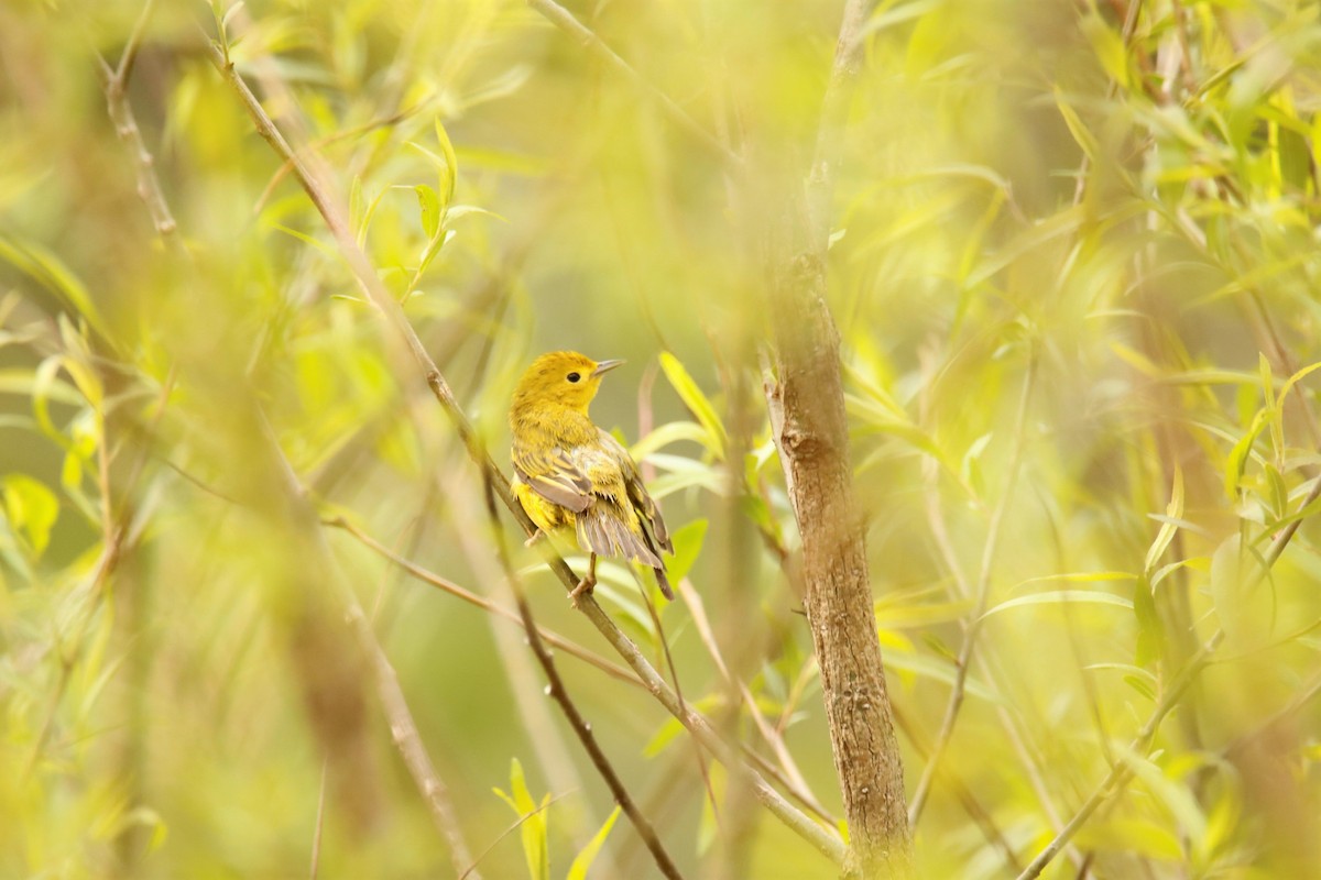 Yellow Warbler - ML339634821