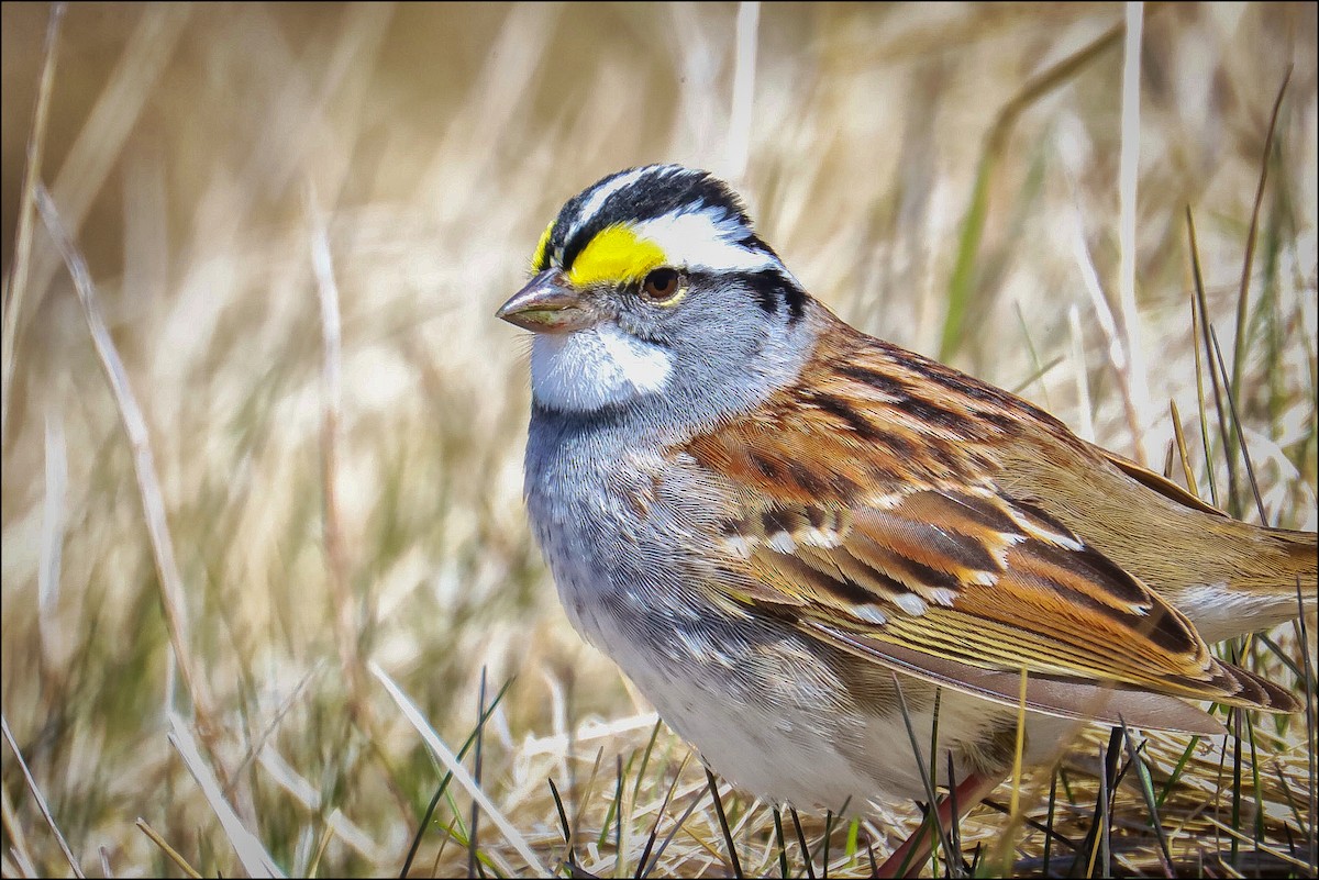 White-throated Sparrow - Glenn Mitchell