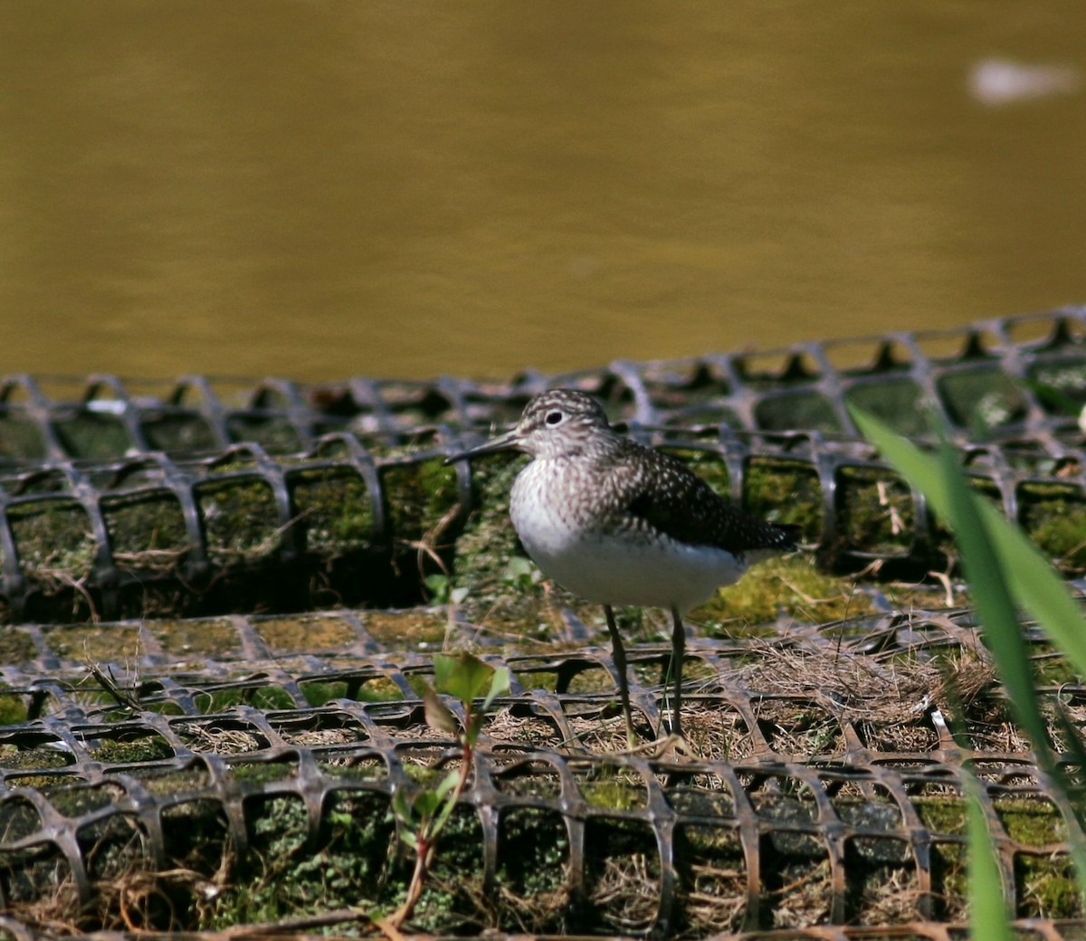 Solitary Sandpiper - ML339635651