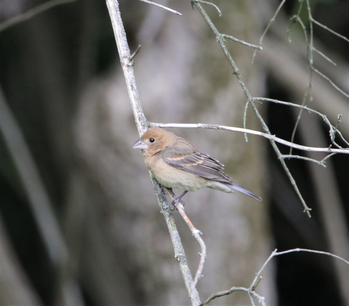Guiraca bleu - ML339635911