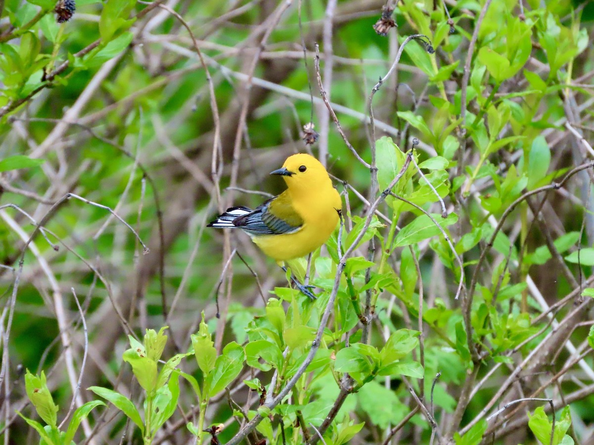 Prothonotary Warbler - Lisa Owens
