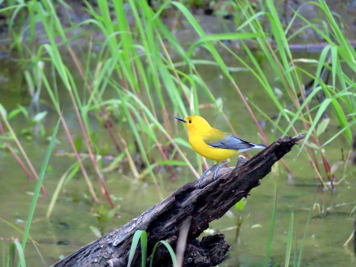 Prothonotary Warbler - Lisa Owens
