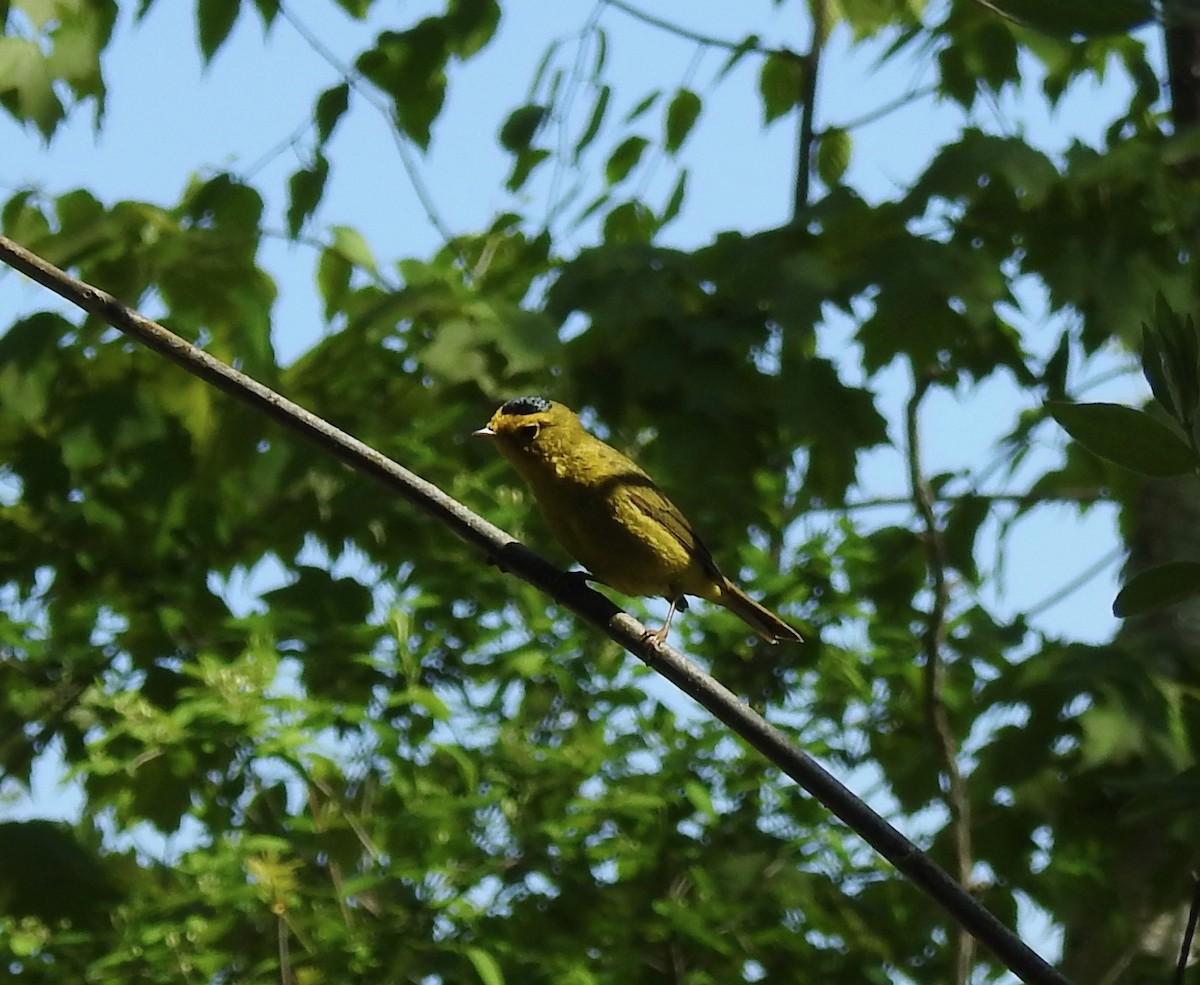 Wilson's Warbler - ML339637491